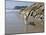 Yellow Labrador Retriever Walking in Sand at Hendrey's Beach in Santa Barbara, California, USA-Zandria Muench Beraldo-Mounted Photographic Print