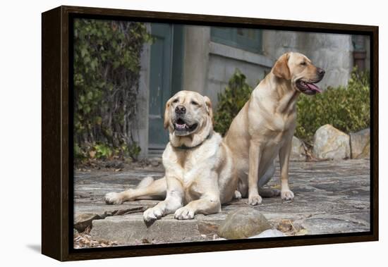 Yellow Labrador Retrievers sitting on rock patio-Zandria Muench Beraldo-Framed Premier Image Canvas