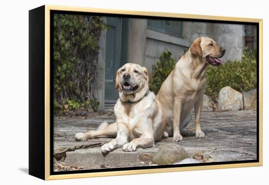 Yellow Labrador Retrievers sitting on rock patio-Zandria Muench Beraldo-Framed Premier Image Canvas