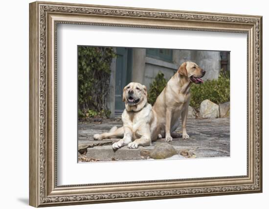 Yellow Labrador Retrievers sitting on rock patio-Zandria Muench Beraldo-Framed Photographic Print