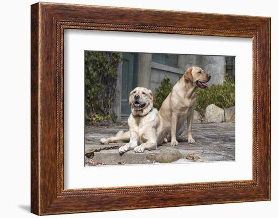 Yellow Labrador Retrievers sitting on rock patio-Zandria Muench Beraldo-Framed Photographic Print