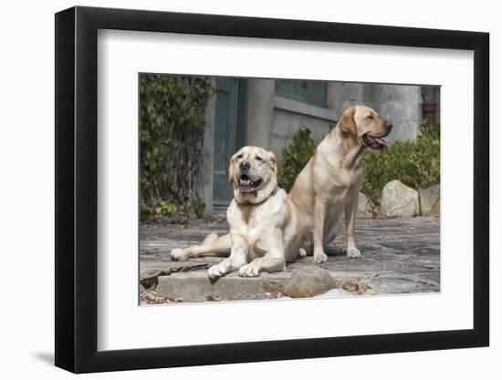 Yellow Labrador Retrievers sitting on rock patio-Zandria Muench Beraldo-Framed Photographic Print