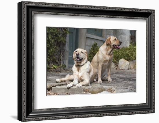 Yellow Labrador Retrievers sitting on rock patio-Zandria Muench Beraldo-Framed Photographic Print