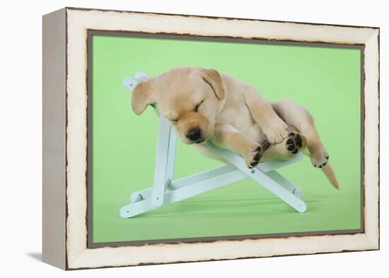 Yellow Labrdaor Puppy Lying in Deckchair-null-Framed Premier Image Canvas