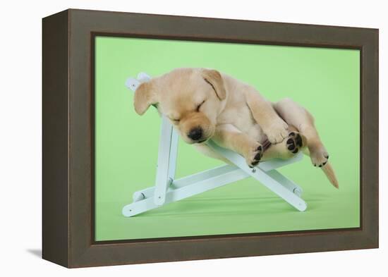 Yellow Labrdaor Puppy Lying in Deckchair-null-Framed Premier Image Canvas