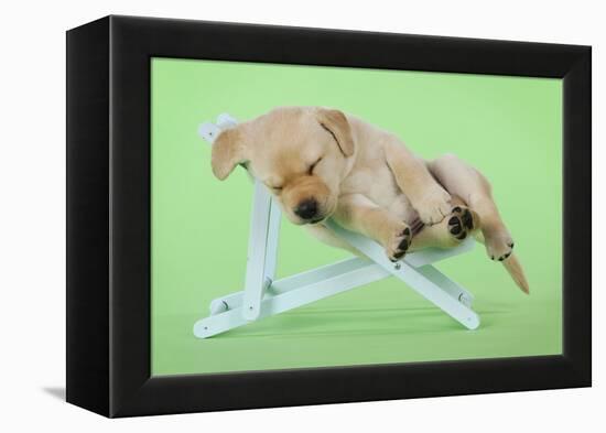 Yellow Labrdaor Puppy Lying in Deckchair-null-Framed Premier Image Canvas