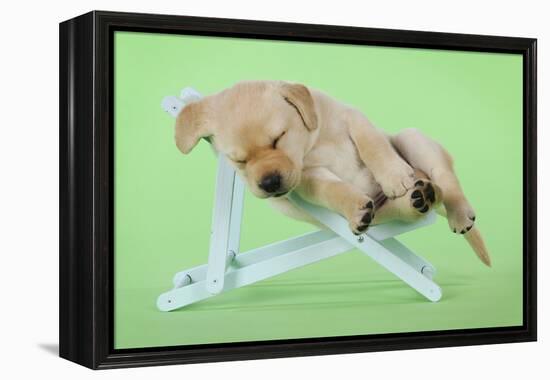 Yellow Labrdaor Puppy Lying in Deckchair-null-Framed Premier Image Canvas