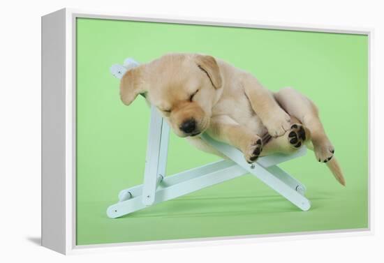 Yellow Labrdaor Puppy Lying in Deckchair-null-Framed Premier Image Canvas