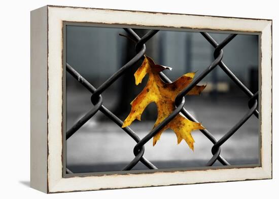 Yellow Leaf in Chain Link Fence-null-Framed Stretched Canvas