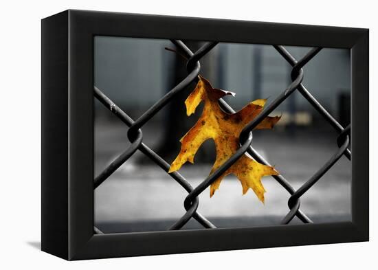 Yellow Leaf in Chain Link Fence-null-Framed Stretched Canvas