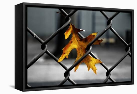 Yellow Leaf in Chain Link Fence-null-Framed Stretched Canvas