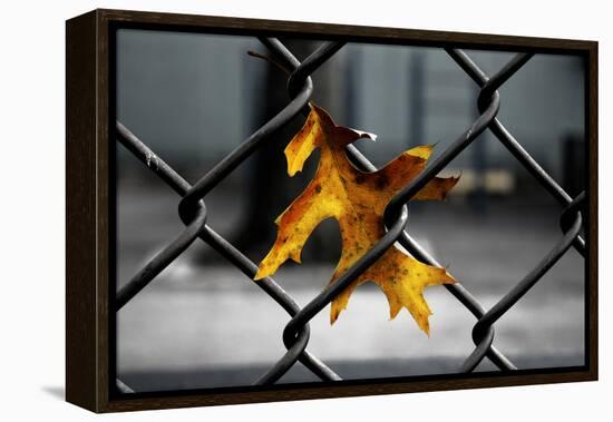 Yellow Leaf in Chain Link Fence-null-Framed Stretched Canvas