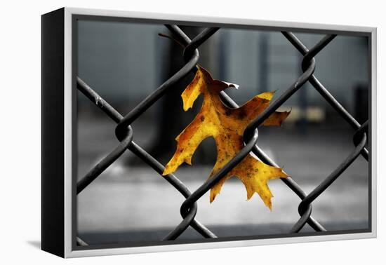 Yellow Leaf in Chain Link Fence-null-Framed Stretched Canvas