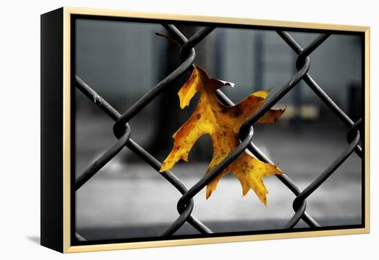 Yellow Leaf in Chain Link Fence-null-Framed Stretched Canvas