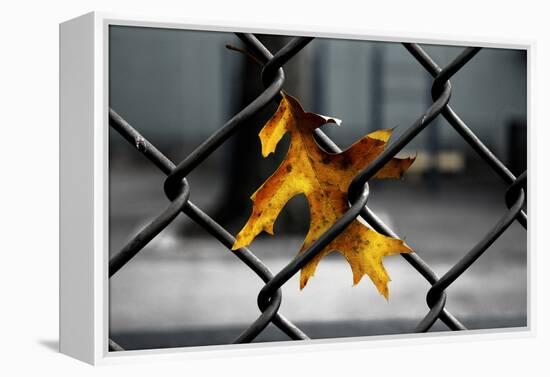 Yellow Leaf in Chain Link Fence-null-Framed Stretched Canvas