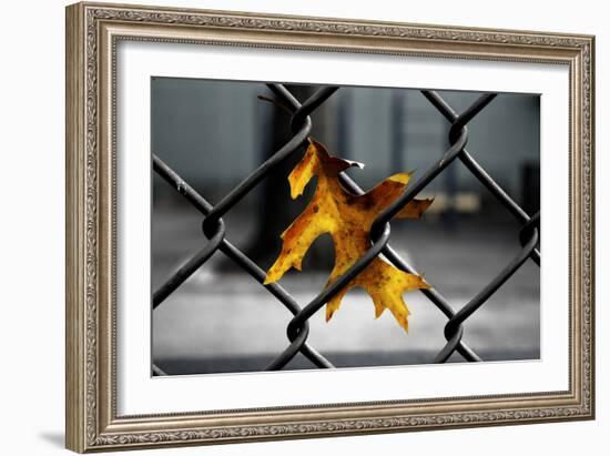 Yellow Leaf in Chain Link Fence-null-Framed Photo