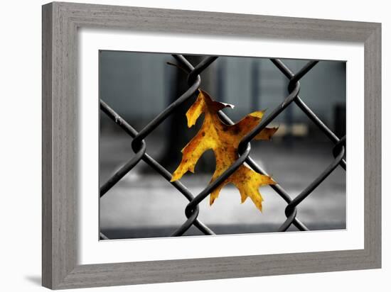 Yellow Leaf in Chain Link Fence-null-Framed Photo