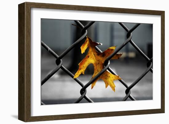 Yellow Leaf in Chain Link Fence-null-Framed Photo