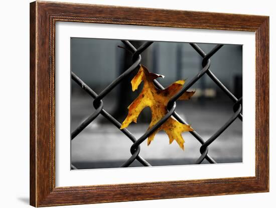 Yellow Leaf in Chain Link Fence-null-Framed Photo