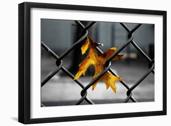 Yellow Leaf in Chain Link Fence-null-Framed Photo