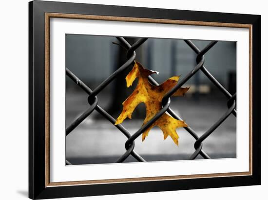 Yellow Leaf in Chain Link Fence-null-Framed Photo