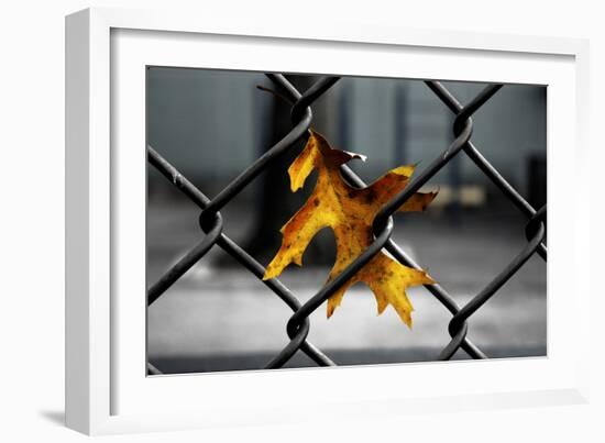 Yellow Leaf in Chain Link Fence-null-Framed Photo