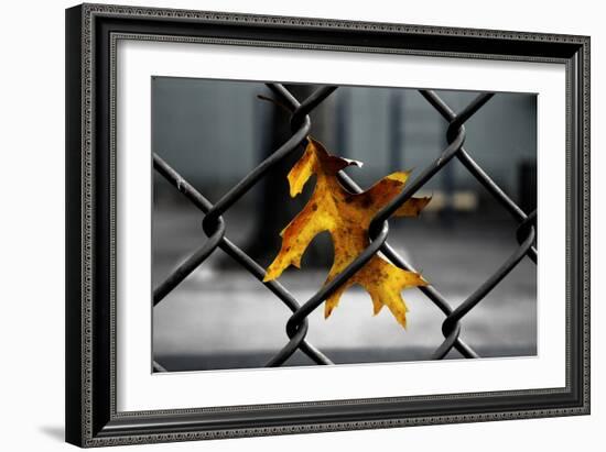 Yellow Leaf in Chain Link Fence-null-Framed Photo