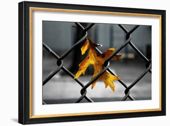 Yellow Leaf in Chain Link Fence-null-Framed Photo