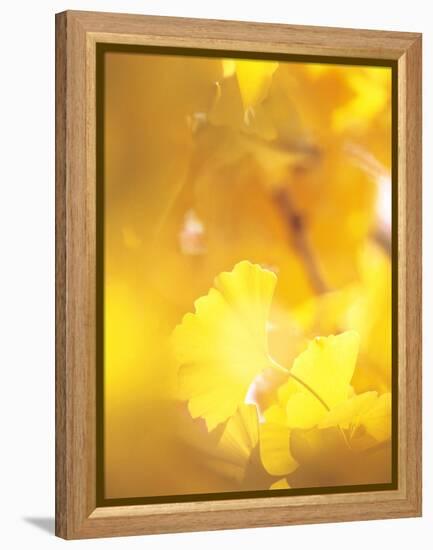 Yellow Leaves, Autumn, Backlit-null-Framed Premier Image Canvas