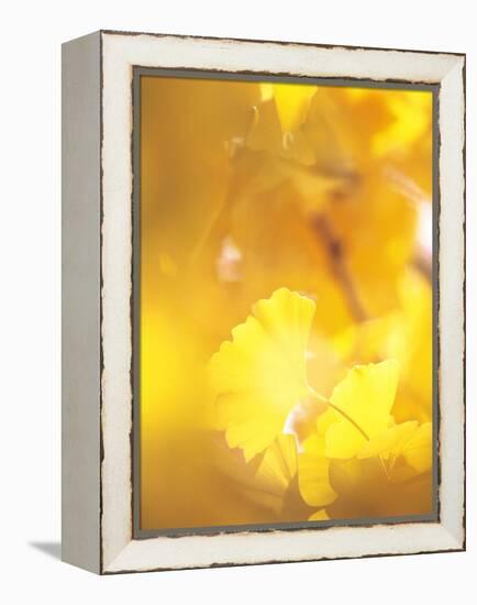 Yellow Leaves, Autumn, Backlit-null-Framed Premier Image Canvas