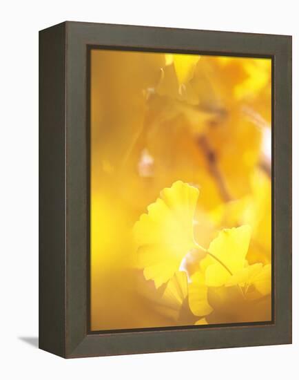 Yellow Leaves, Autumn, Backlit-null-Framed Premier Image Canvas