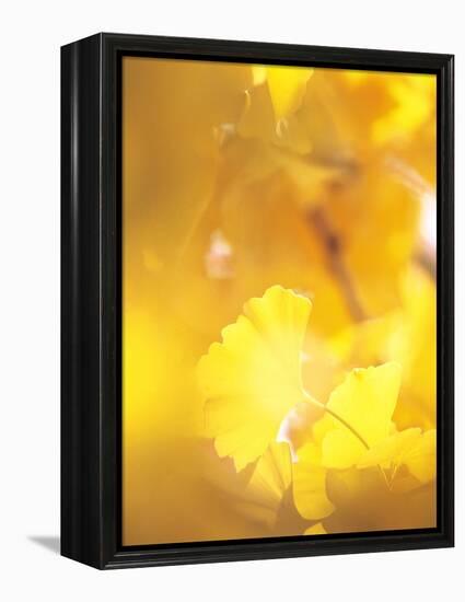 Yellow Leaves, Autumn, Backlit-null-Framed Premier Image Canvas