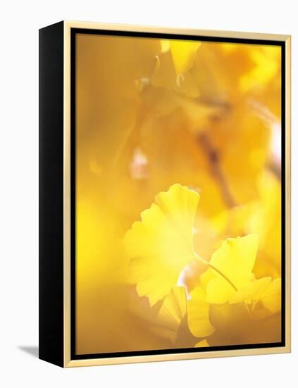 Yellow Leaves, Autumn, Backlit-null-Framed Premier Image Canvas