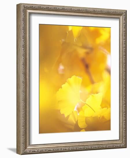 Yellow Leaves, Autumn, Backlit-null-Framed Photographic Print