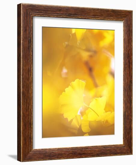 Yellow Leaves, Autumn, Backlit-null-Framed Photographic Print