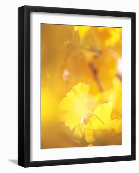 Yellow Leaves, Autumn, Backlit-null-Framed Photographic Print