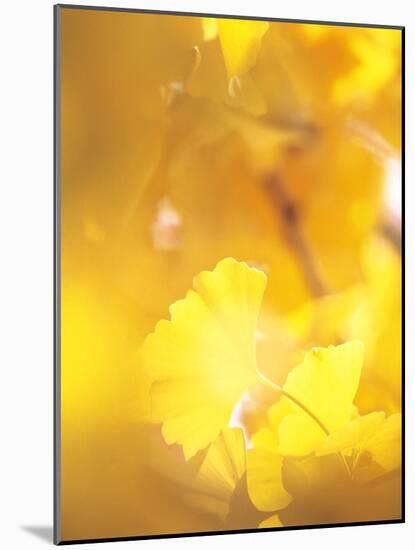 Yellow Leaves, Autumn, Backlit-null-Mounted Photographic Print