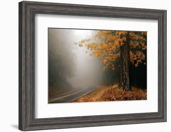 Yellow Leaves in Fog-David Winston-Framed Giclee Print