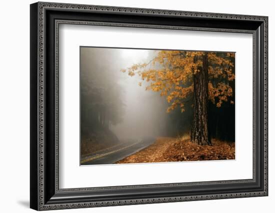 Yellow Leaves in Fog-David Winston-Framed Giclee Print