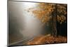 Yellow Leaves in Fog-David Winston-Mounted Giclee Print