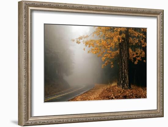 Yellow Leaves in Fog-David Winston-Framed Giclee Print