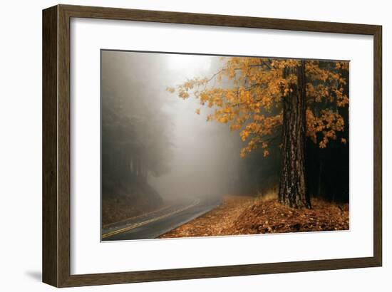 Yellow Leaves in Fog-David Winston-Framed Giclee Print