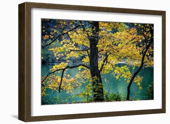 Yellow Leaves in the Fall-Jody Miller-Framed Photographic Print