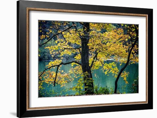 Yellow Leaves in the Fall-Jody Miller-Framed Photographic Print