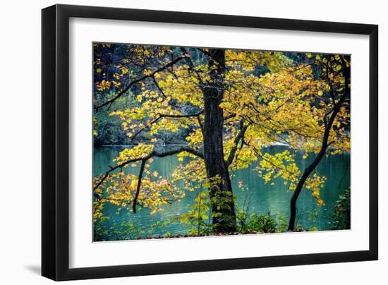 Yellow Leaves in the Fall-Jody Miller-Framed Photographic Print