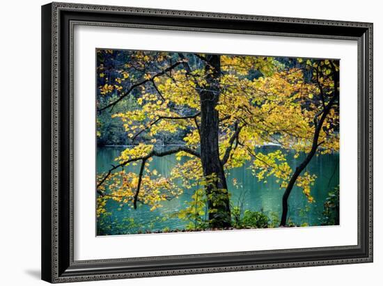 Yellow Leaves in the Fall-Jody Miller-Framed Photographic Print