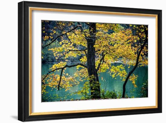 Yellow Leaves in the Fall-Jody Miller-Framed Photographic Print