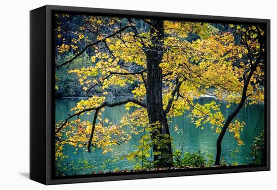 Yellow Leaves in the Fall-Jody Miller-Framed Premier Image Canvas