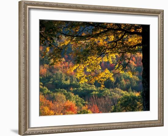 Yellow Leaves of a Sugar Maple, Green Mountains, Vermont, USA-Jerry & Marcy Monkman-Framed Photographic Print