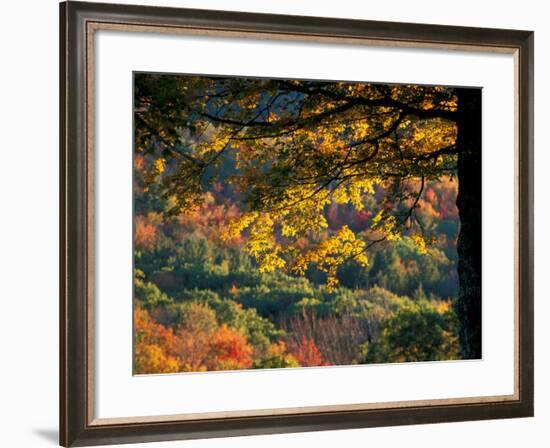 Yellow Leaves of a Sugar Maple, Green Mountains, Vermont, USA-Jerry & Marcy Monkman-Framed Photographic Print